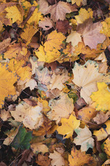 Yellow leaves. There is a place for your text. Free space. Can be used for background, banner, poster, etc.