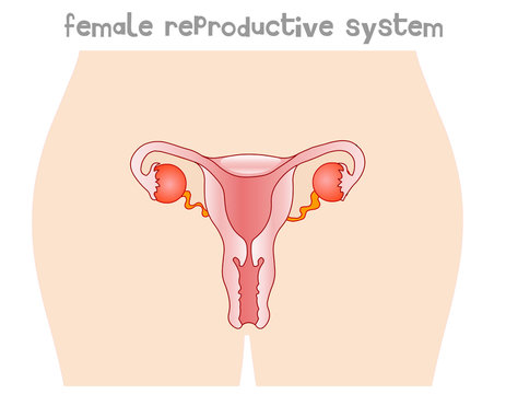 Women reproduction anatomy. Female reproductive system.  Blank body silhouette. Oviduct, ovary, vagina, uterus, cervix. Front view body  organs  diagram. Education drawing vector 