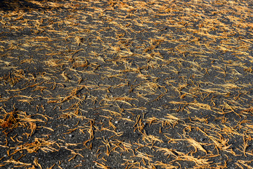 Vom Wind abgeworfene, verdorrte Nadeln eines Mamutbaumes auf Asphaltplatz, Stans, Nidwalden, Schweiz