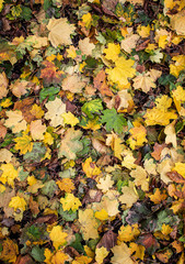 Yellow leaves. There is a place for your text. Free space. Can be used for background, banner, poster, etc.