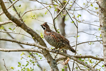 Hazel grouse Tetrastes bonasia sitting on branch of tree in early spring. Cute forest hen in wildlife.