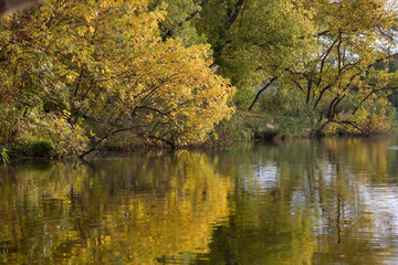 Golden autumn forest near the lake.