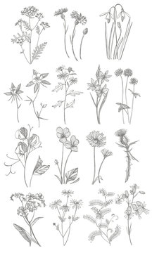 Collection of hand drawn flowers and herbs. Botanical plant illustration. Vintage medicinal herbs sketch set of ink hand drawn medical herbs and plants sketch