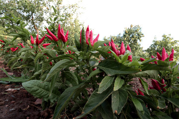 Hot pepper in the garden