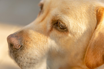 a light-haired labrodor dog with sad eyes is bored and waiting for his master in the courtyard of...