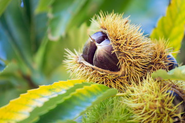 Chestnuts on tree