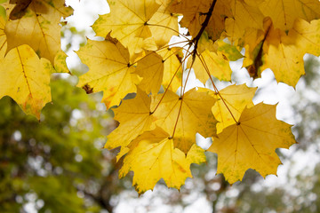 Yellow leaves on a tree. Yellow maple leaves. Autumn background. Autumn frame. There is a place for your text. Free space.