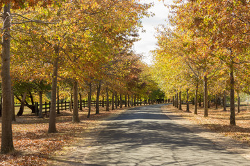 Fototapeta premium A beautiful peaceful autumn scene 
