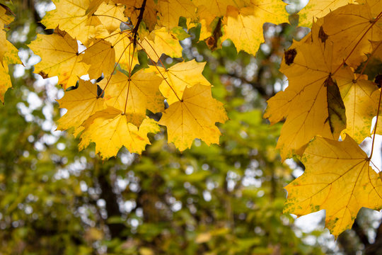 Yellow leaves on a tree. Yellow maple leaves. Autumn background. Autumn frame. There is a place for your text. Free space.