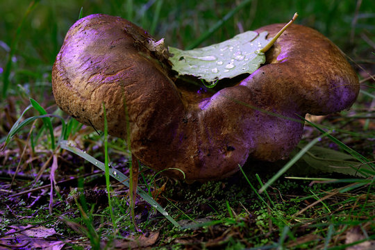 Kahler Krempling - Herbstzeit ist Pilzzeit