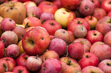 Closeup of organic red apples stack at the market