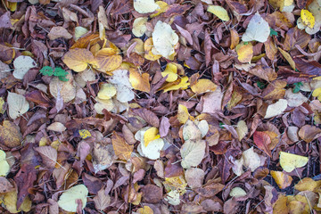 Yellow leaves. There is a place for your text. Free space. Can be used for background, banner, poster, etc.