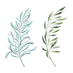 Fototapeta na wymiar Leaves, herbs, branches watercolor set