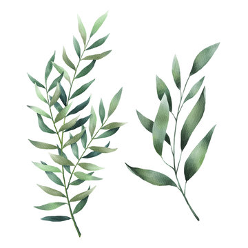 Leaves, herbs, branches watercolor set