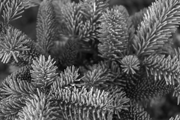 needles texture. natural Christmas black and white background with decorative spruce branches