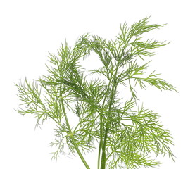 Fresh green dill isolated on white background with clipping path
