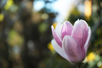 Magnolia tree with beautiful flowers outdoors, closeup. Amazing spring blossom