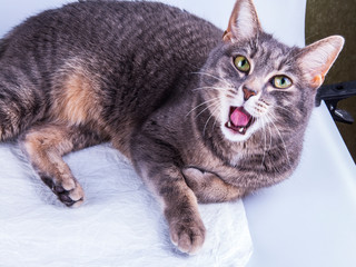 Beautiful grey cat colouring tabby