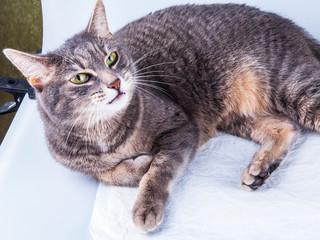 Beautiful grey cat colouring tabby