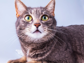 Beautiful grey cat colouring tabby