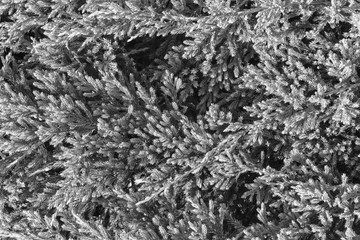 needles texture. natural Christmas black and white background with decorative spruce branches