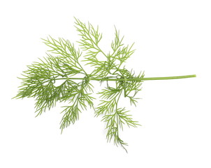 Fresh green dill isolated on white background, top view