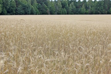 Ripe rye bread rye field ears of wheat