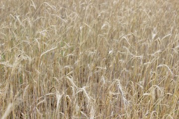 Ripe rye bread rye field ears of wheat