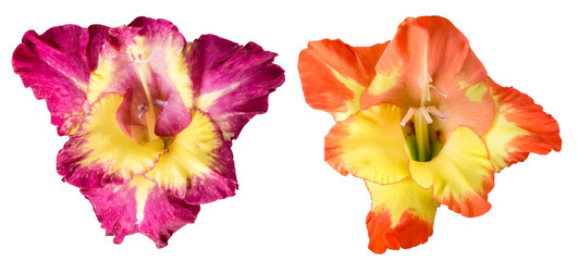 Gladiolus flower. Flower head isolated on a white background.