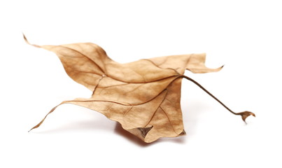 Fototapeta premium Dry autumn, fall leaf isolated on white background