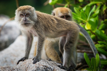 Macaque monkeys in the forest near Coral Beach, Teluk Nipah, Pangkor, Perak, Malaysia 