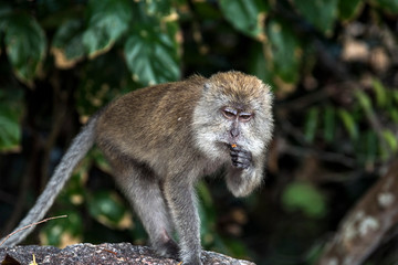 Macaque monkey in the forest near Coral Beach, Teluk Nipah, Pangkor, Perak, Malaysia 