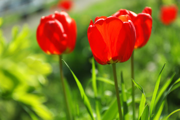 Fototapeta premium Blossoming tulips outdoors on sunny spring day