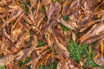 Autumn gold brown leaf on a land