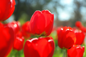 Fototapeta premium Blossoming tulips outdoors on sunny spring day