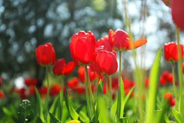 Fototapeta premium Blossoming tulips outdoors on sunny spring day