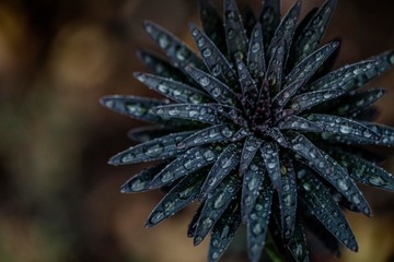 Captured water droplets