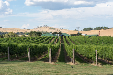 Fototapeta na wymiar Beautiful vineyard in New South Wales.