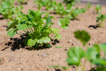 パクチー畑
