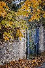 un portail bleu et un arbre jaune. Une vieille entrée et un arbre automnal.