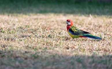 Beautiful colorful bird, Eastern Rosella Parrot (Platycercus eximius) in Australia.