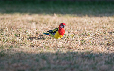 Beautiful colorful bird, Eastern Rosella Parrot (Platycercus eximius) in Australia.