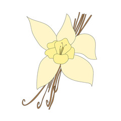 Vanilla beans and orchid flower.