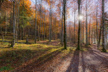 road in autumn forest 01
