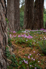 Fototapeta premium Autumn Crocuses under trees 