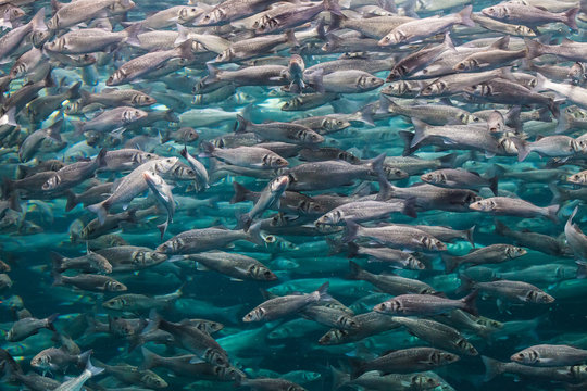 Underwater photo with lot of labrax fish.