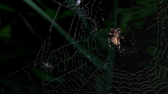 Web after rain. Spider hunter in web networks.The process of catching insects in spider webs.Stir in the silence of the forest.