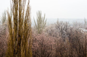 Winter urban frosty landscape - snow covered trees on foggy background