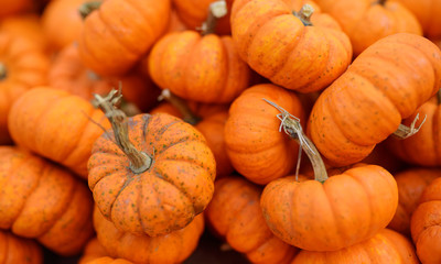 Fresh healthy bio pumpkins on farmer agricultural market at autumn.