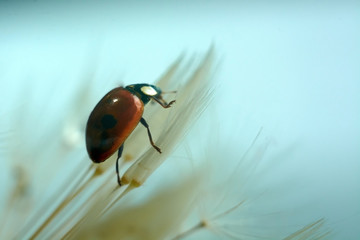  closeup of a ladybug on a dandelion